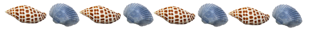 junonia-blue-shells